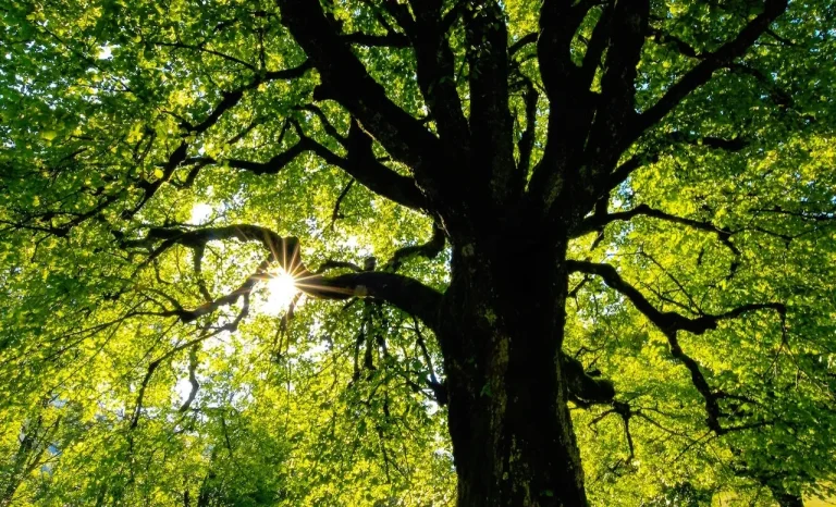 Gaining and Maintaining Immune Resilience